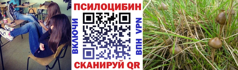 Псилоцибиновые грибы Psilocybe  Рошаль 